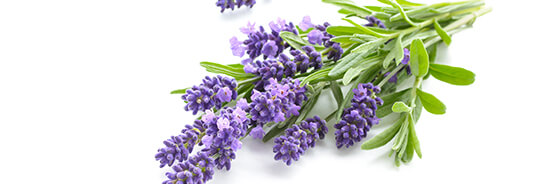 L'huile essentielle de Lavande Aspic